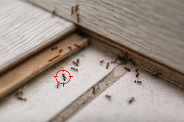Best Affordable Exterminators  in Somerset, MD