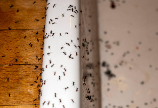 Best Pest Prevention Services  in Somerset, MD
